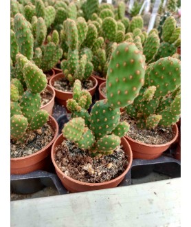 Opuntia microdasys v. rufida f. minor 6cm pot