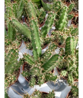 Echinocereus berlandieri 13cm pot