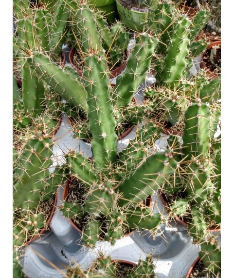Echinocereus berlandieri 13cm pot