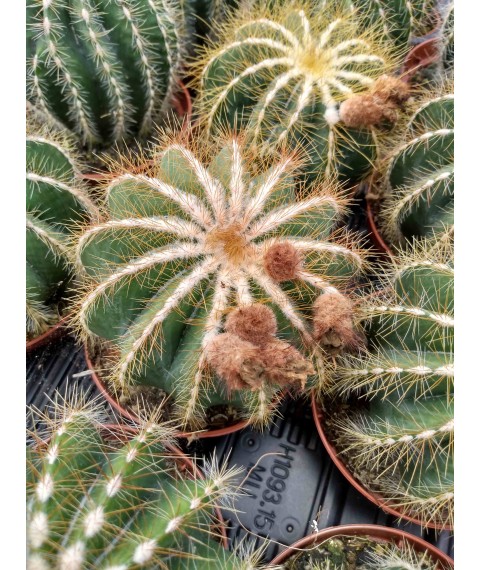 Notocactus magnificus
