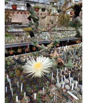 Delosperma brittenae Coegakop