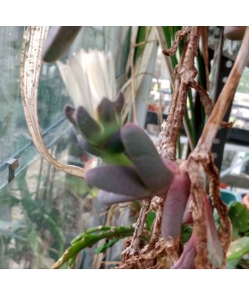 Delosperma brittenae Coegakop