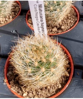 Matucana haynei GC1239.03(Z)