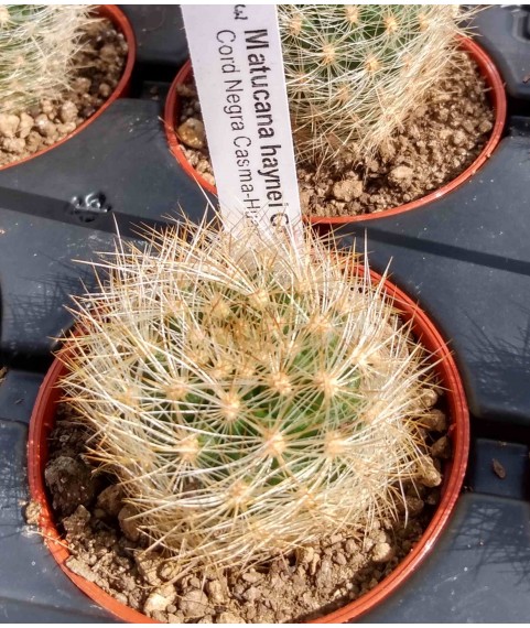 Matucana haynei GC1239.03(Z)