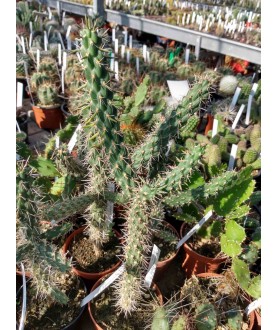 Opuntia spinosior DJF998 /18/ Kneeling Nun, NM