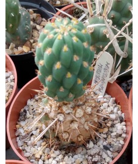 Opuntia miquellii f. Ruta 5 North