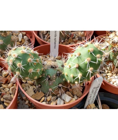 Cumulopuntia sphaerica RKH59