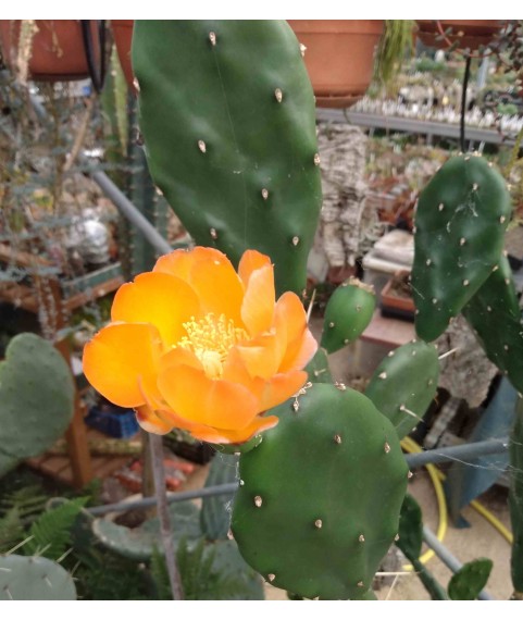 Opuntia paraguayense