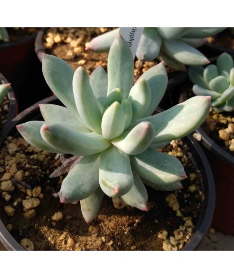 Pachyphytum hookeri