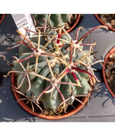 Glandulicactus mathsonii SB1449