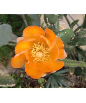 Opuntia paraguayense