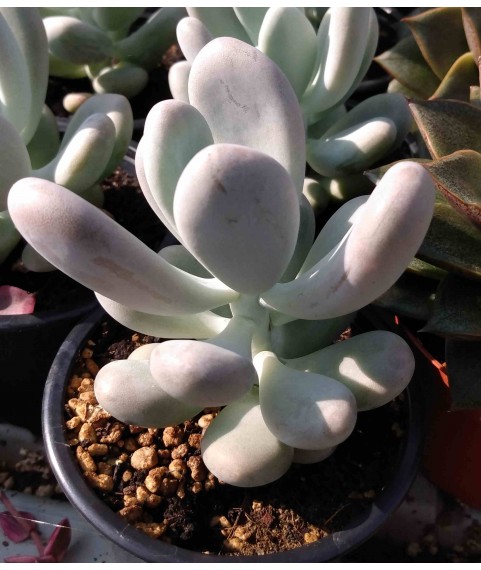 Pachyphytum X