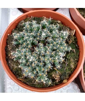 Trichodiadema densum