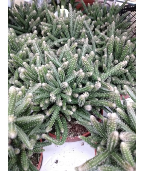 Rhipsalis baccifera ssp. horrida