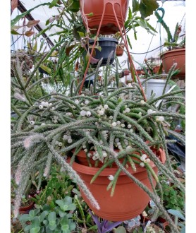 Rhipsalis baccifera ssp. horrida with fruit