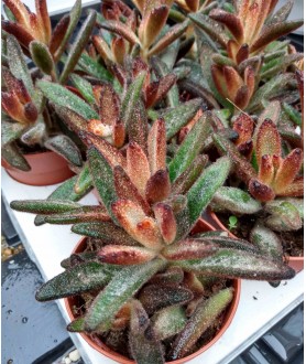 Kalanchoe Dorothy Brown 