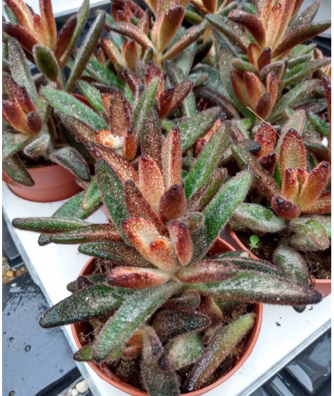 Kalanchoe Dorothy Brown 