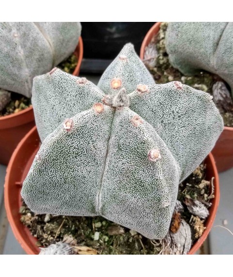 Astrophytum myriostigma 10cm pots