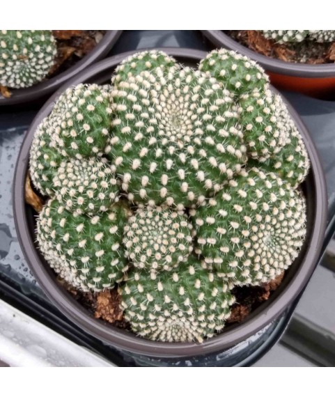Rebutia krainziana