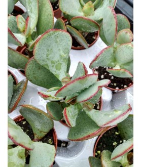 Crassula arborescens