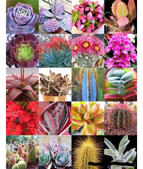 Mixed Cactus and succulent seeds 100
