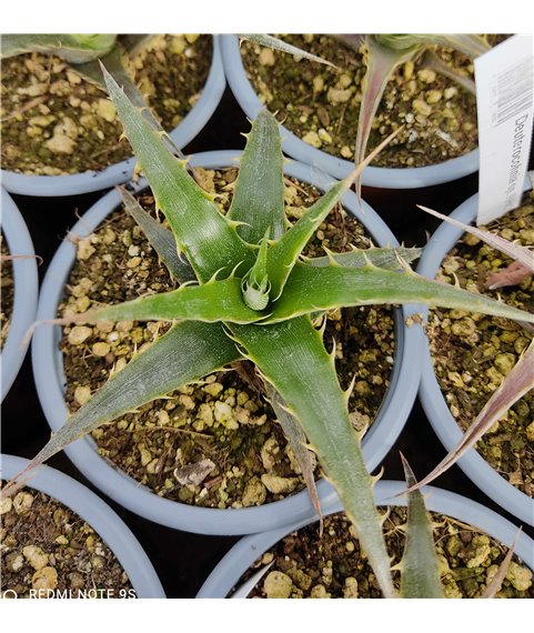 Deuterocohnia sp. RH4382