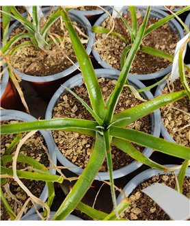 Puya sp RH4924a