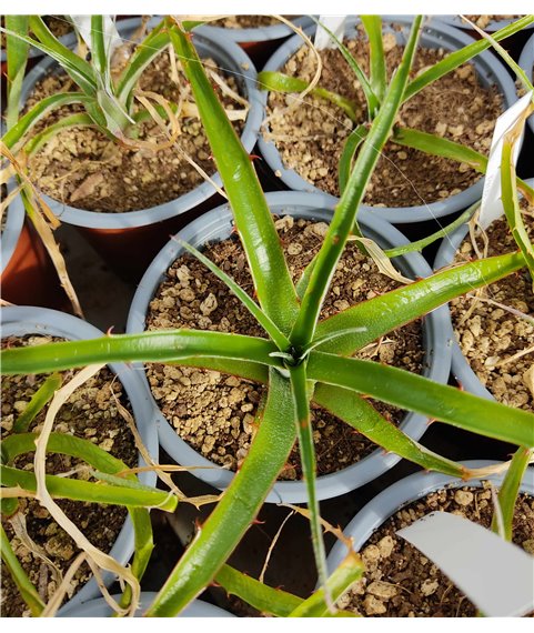 Puya sp RH4924a