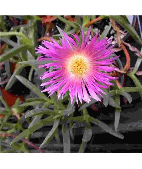 Carpobrotus edulis