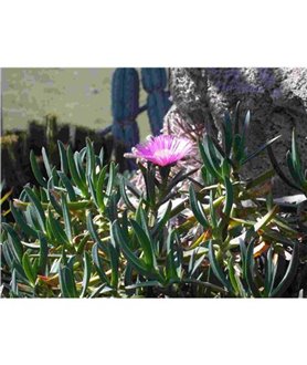 Carpobrotus edulis