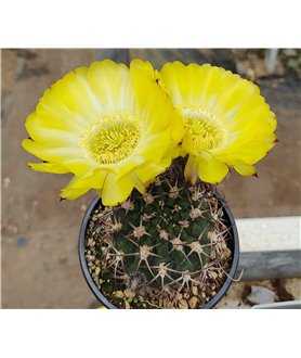 Acanthocalycium  glaucum P394 S. of Hualfin Catamarca Arg. 2000m