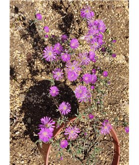 Trichodiadema sp.Steytlerville