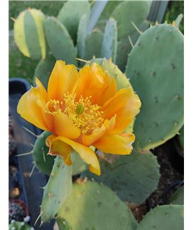 Opuntia engelmannii tardospina f. inerme