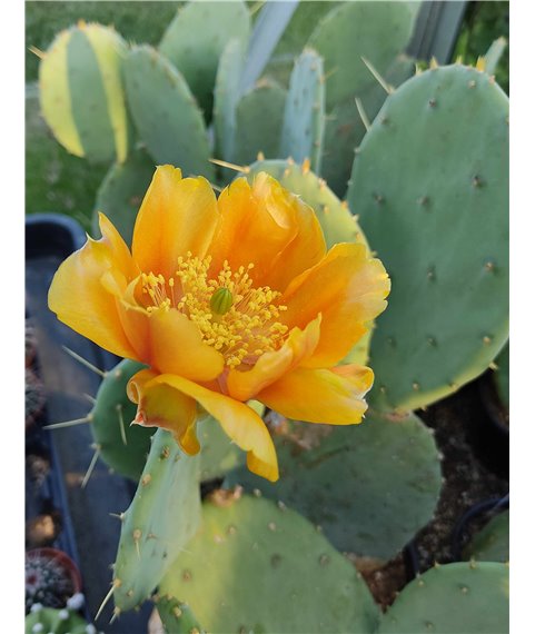 Opuntia engelmannii tardospina f. inerme