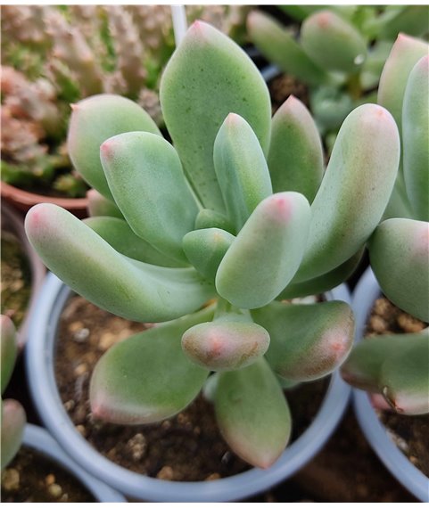 Pachyphytum Dr. Cornelius
