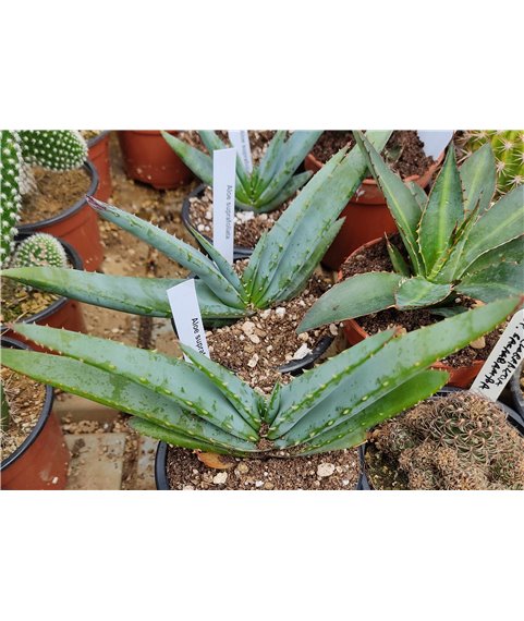 Aloe suprafoliata