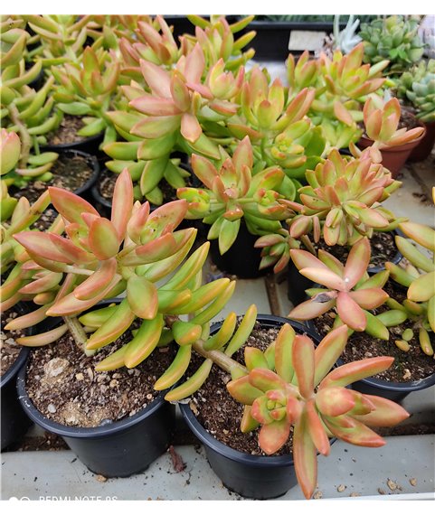 Sedum nussbaumerianum