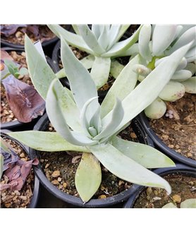 Dudleya anthonyi Mission