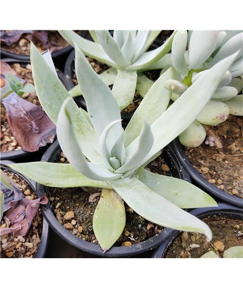 Dudleya anthonyi Mission