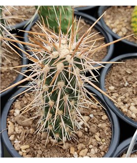 Austrocylindropuntia weingartiana WG296