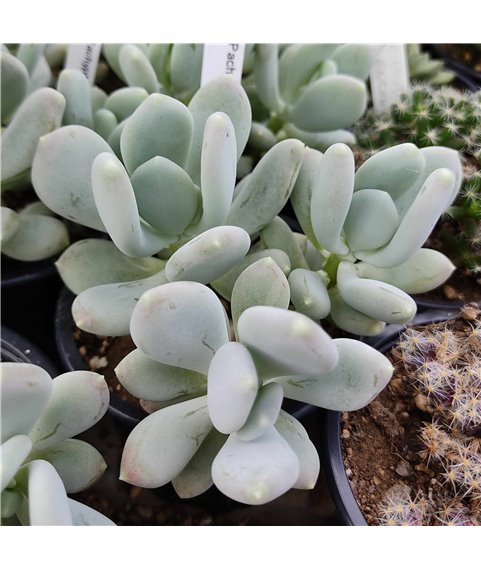 Pachyphytum glutinicaule
