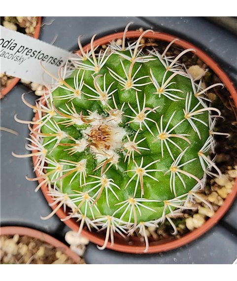 Parodia prestoensis Presto