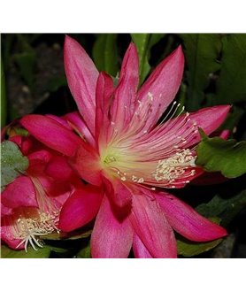 Epiphyllum Jinx Falkenberg