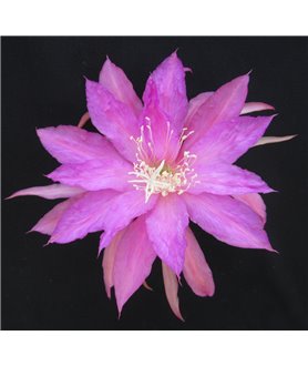 Epiphyllum Lilactime