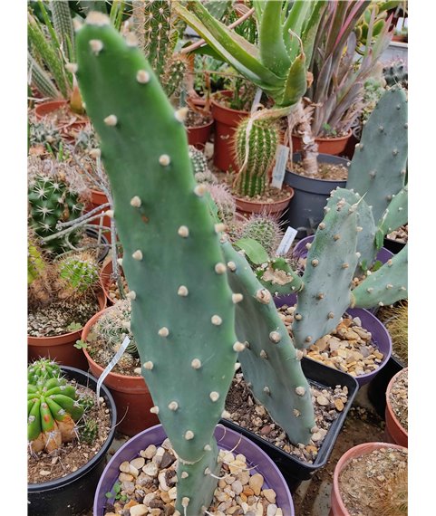 Opuntia quimilo