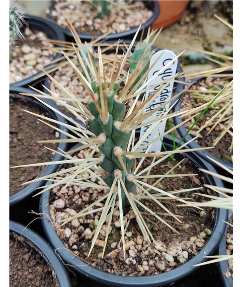 Austrocylindropuntia molesta
