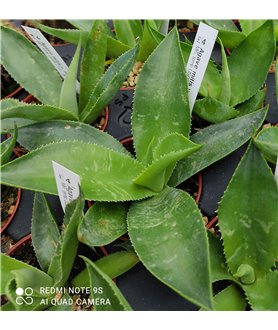 Agave mitis v. mitis