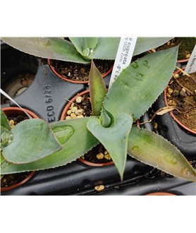 Agave cupreata