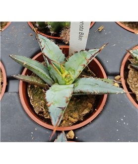 Agave titanota Blue
