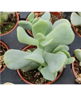 Graptopetalum dodsonii
